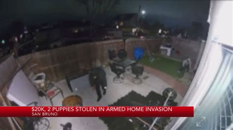 Two puppies, $20K stolen in armed home invasion in San Bruno